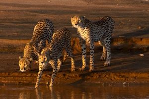 Entering the water