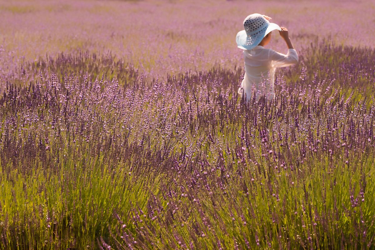 Angelina in Lavender 