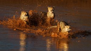 Cheetahs Running