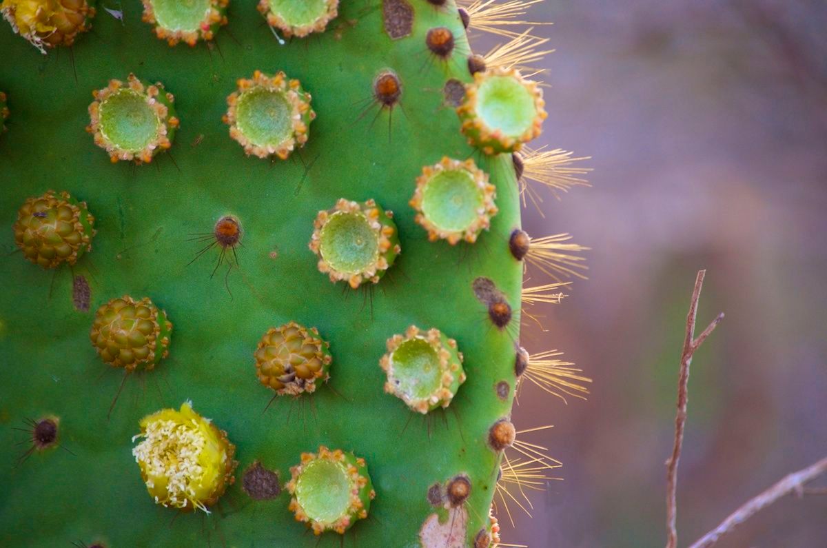 cactus images