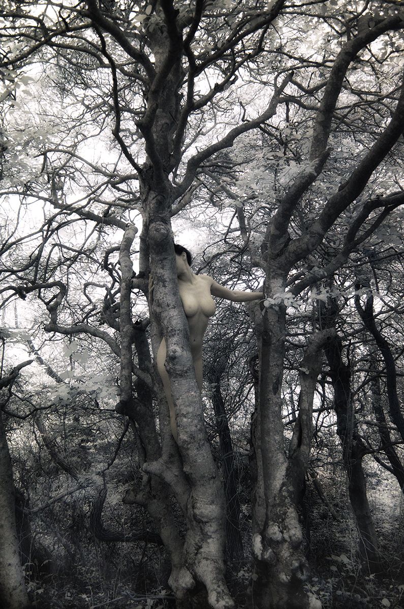 Up in the Trees