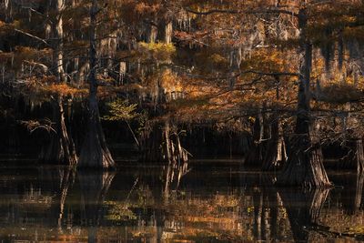 Dark Water