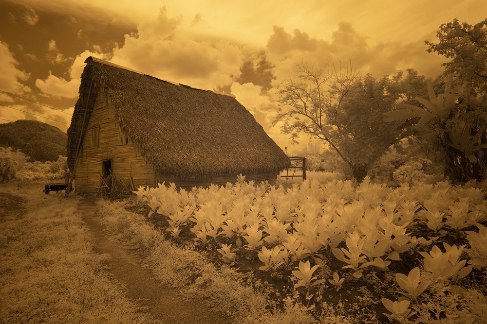 TobaccoField