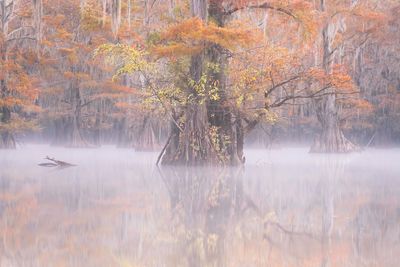 Caddo Foggy