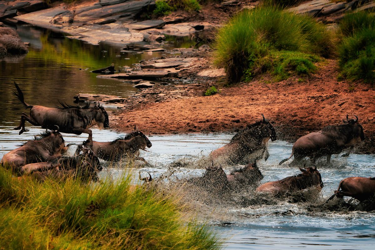 Leaping Wildebeests