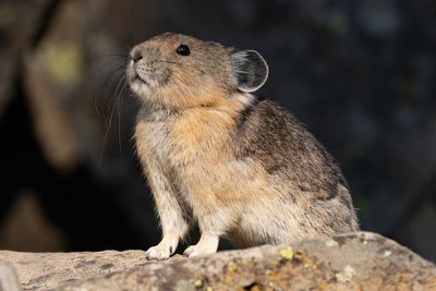 Tiny Pika