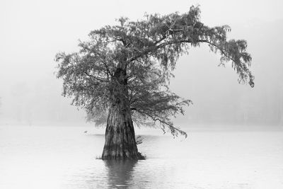 SIngle Tree Fog