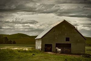 White Horse with Barn