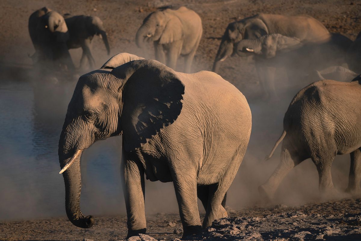 Elephants and Dust