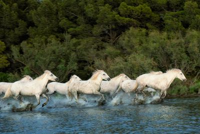 Water Run