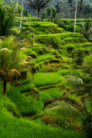 Rice Terrace