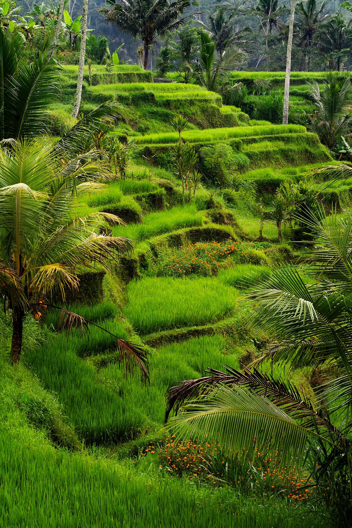 Rice Terrace
