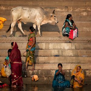 Cow Walking