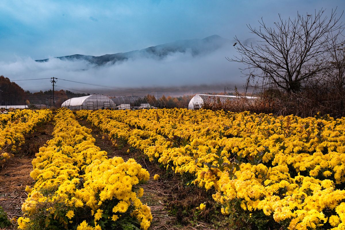 Yellow Field of Flowers