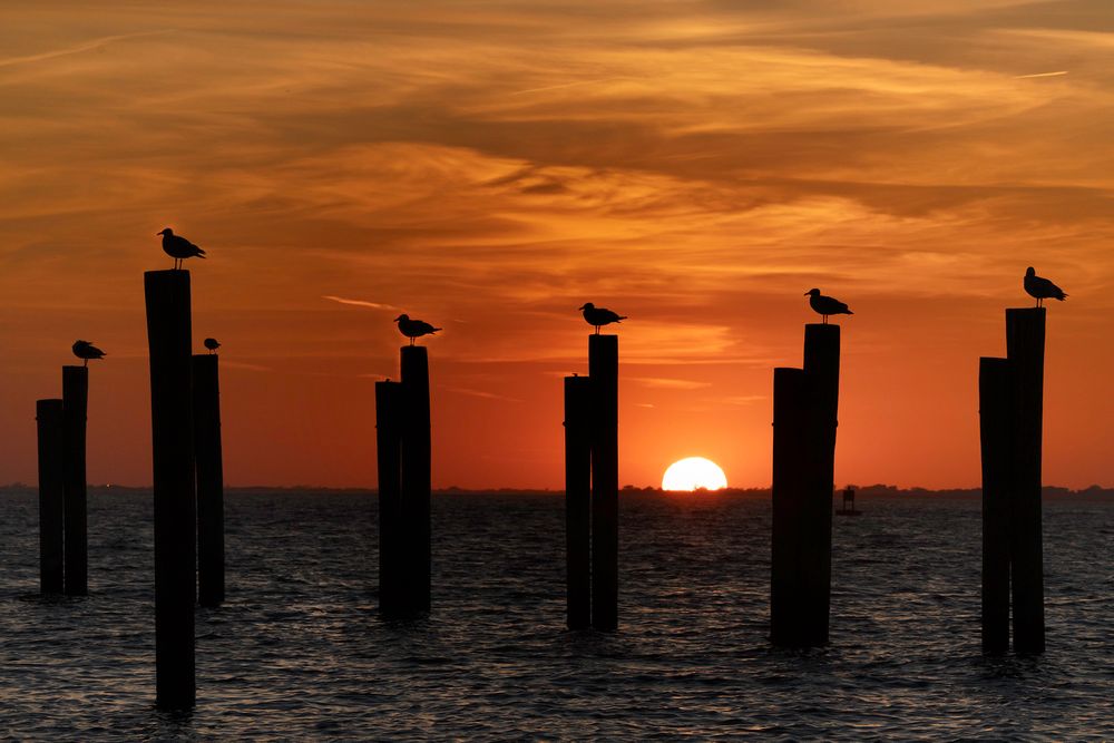 Seagulls at Attention