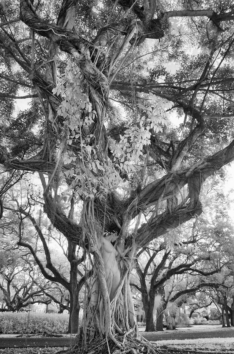 tree pictures