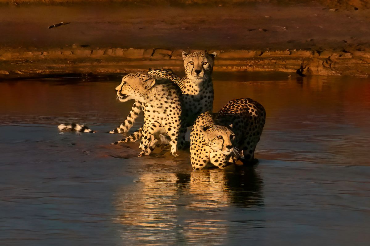 Three Cheetahs