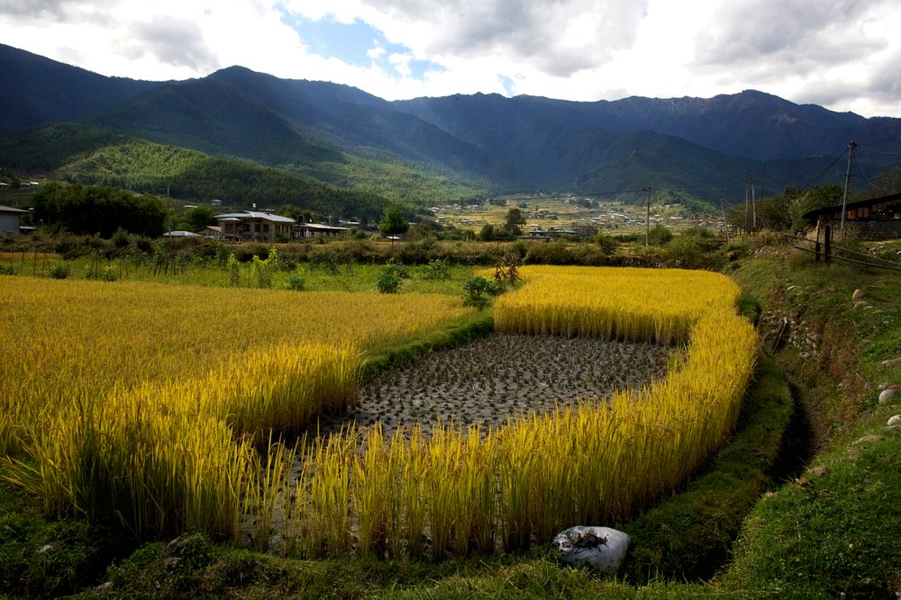 Paro, Bhutan Field