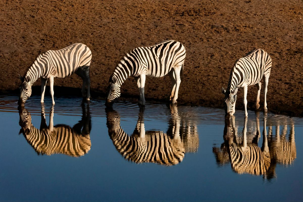 Zebra Mirror