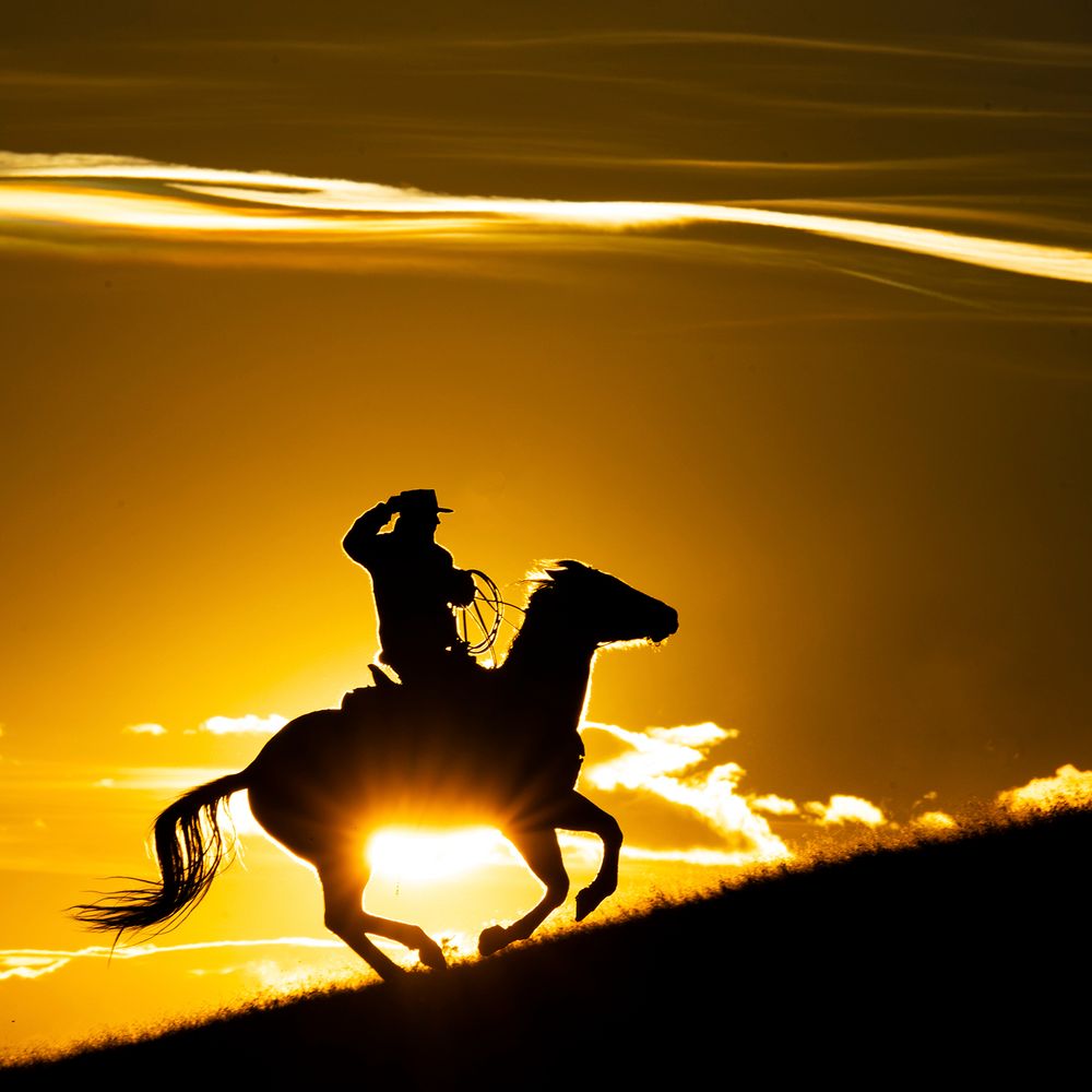 Horses and Cowboys