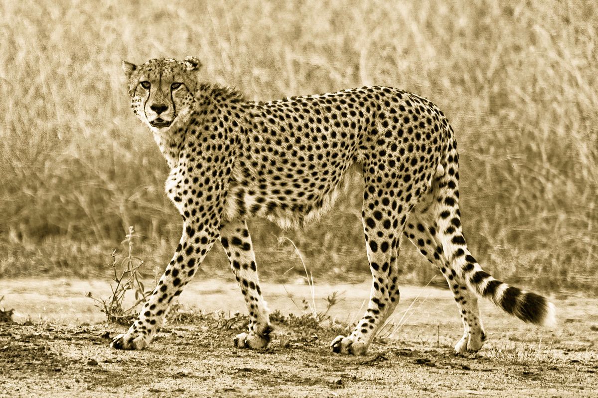 Cheetah hello!