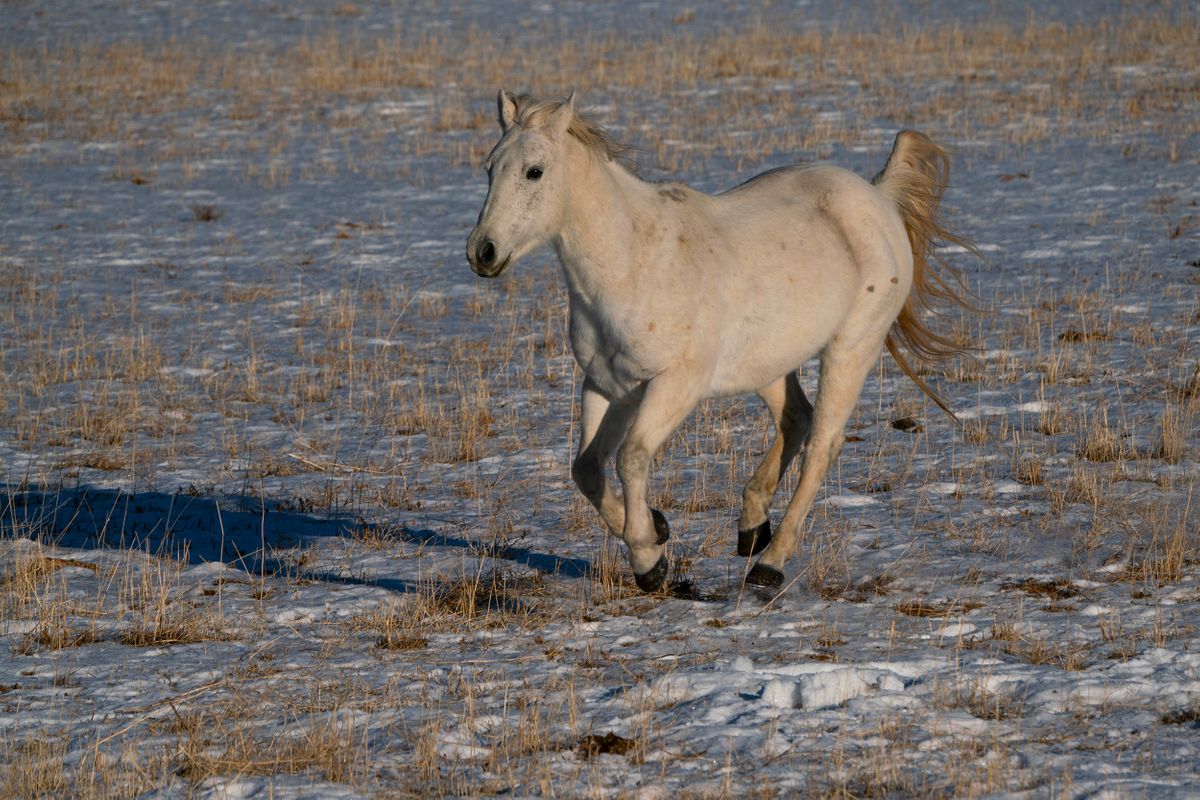 White horse running White Horse