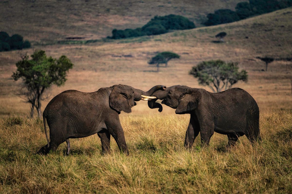 Wrestling Elephants