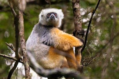 Golden Lemur