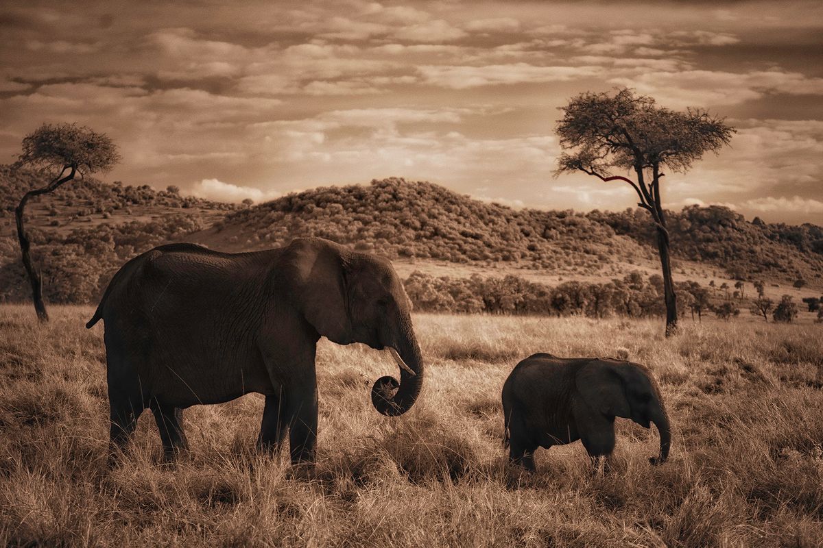 Elephants walking