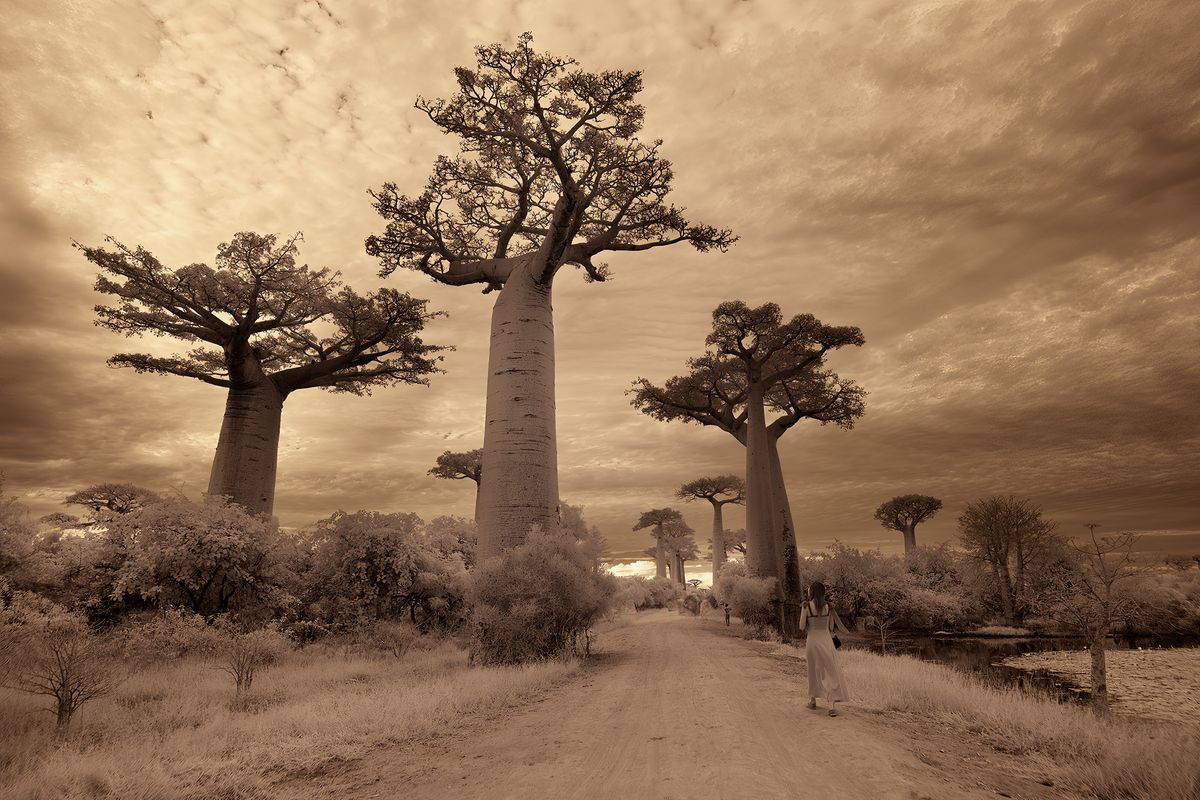 Walking with Baobabs.jpg