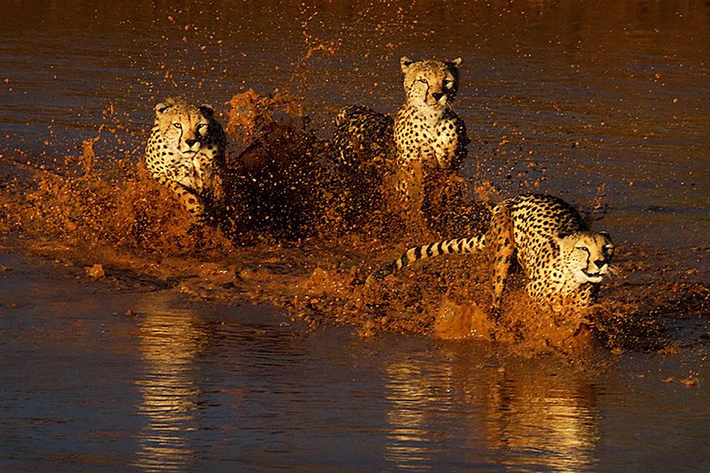 Three Cheetahs dashing across the river Cheetahs crossing the river