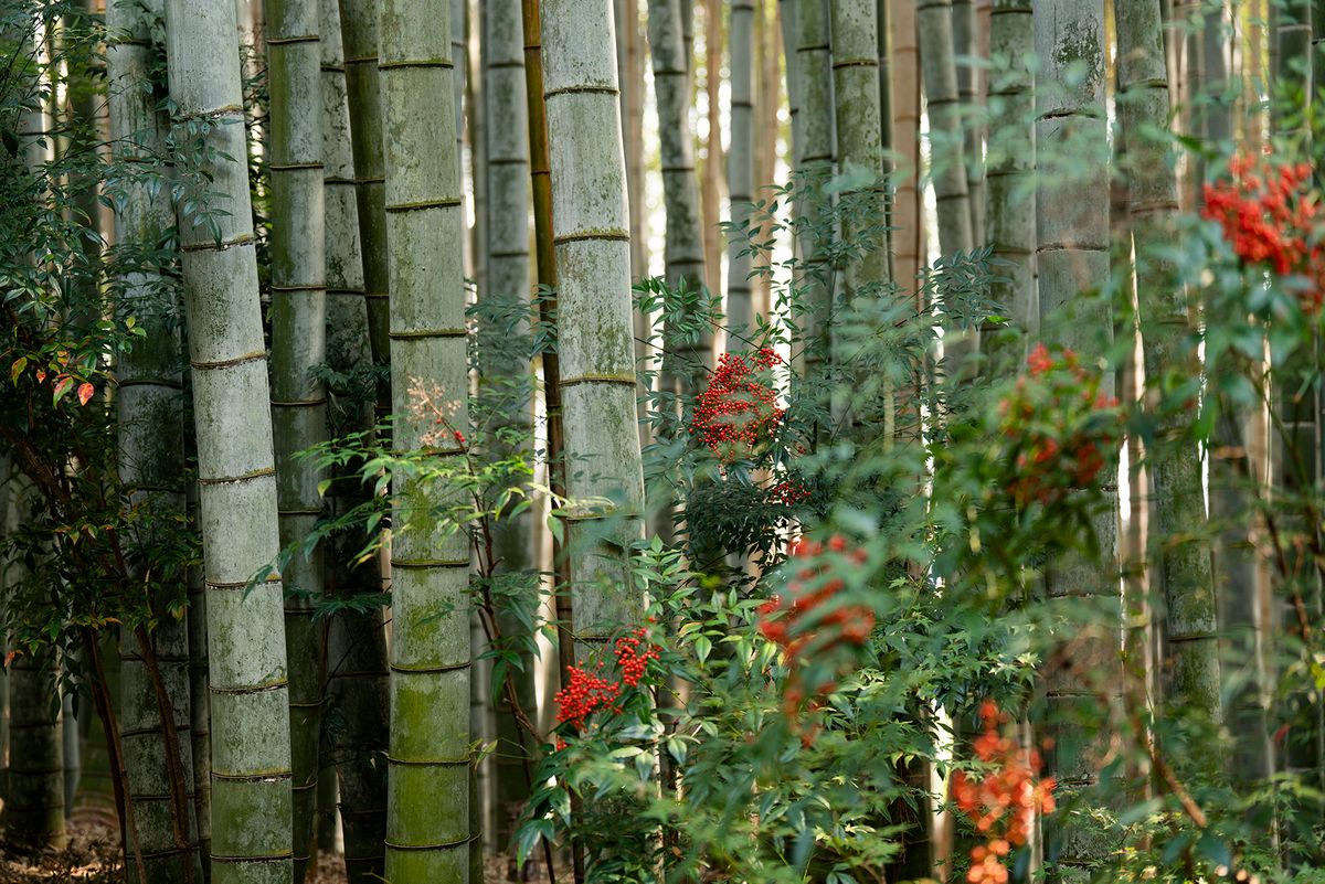 Bamboo Forest