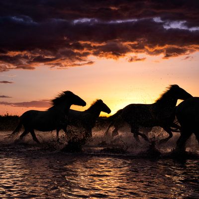 Sunset Run