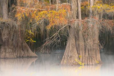 Branching Out