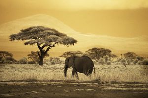 Elephant cruising