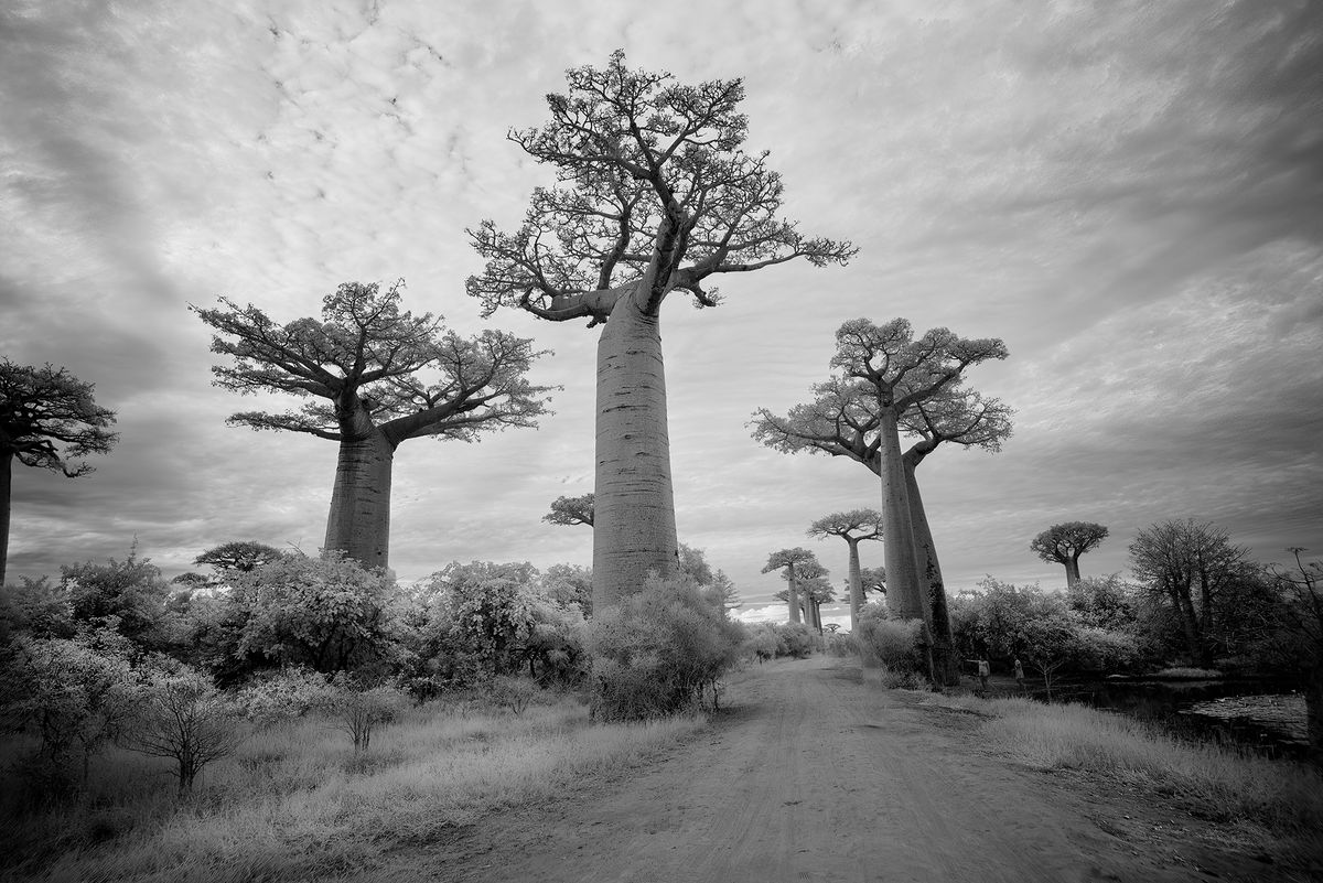 Ancient trees in Madagascar Mystical Baobab