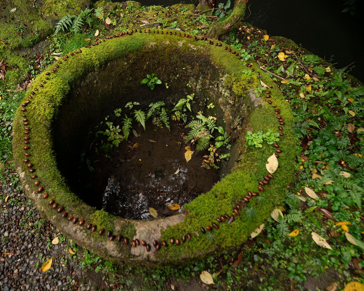 Moss Garden Moss Well