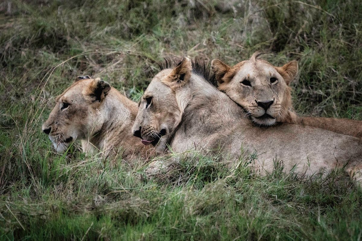 Three Lions