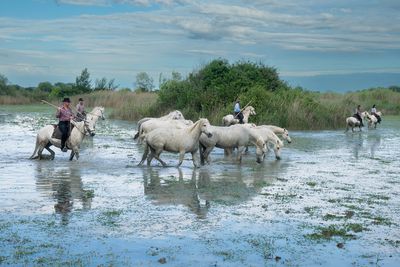Camargue Cowboys