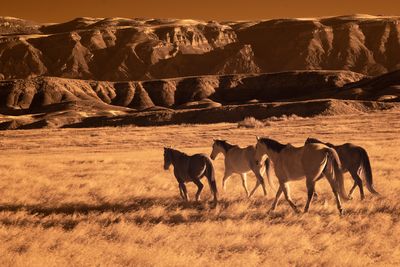 Horses Running 