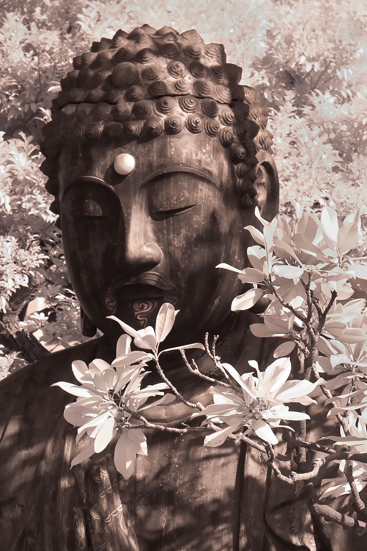Buddha with IR Buddha w White Flowers