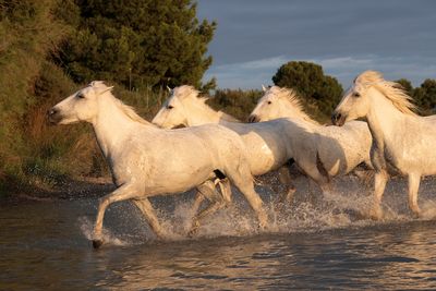 Galloping