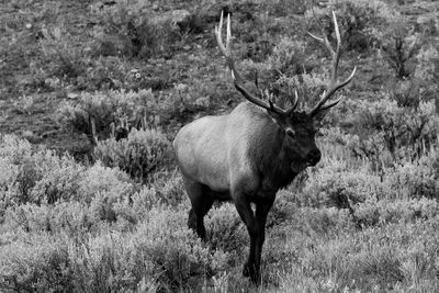 Elk Antlers