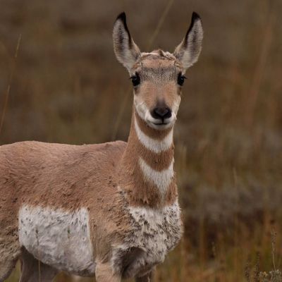 Pronghorn