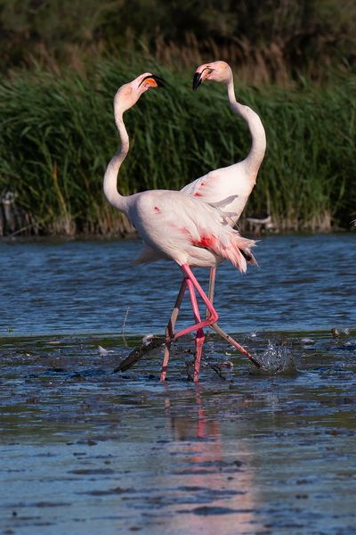 Flamingo Love