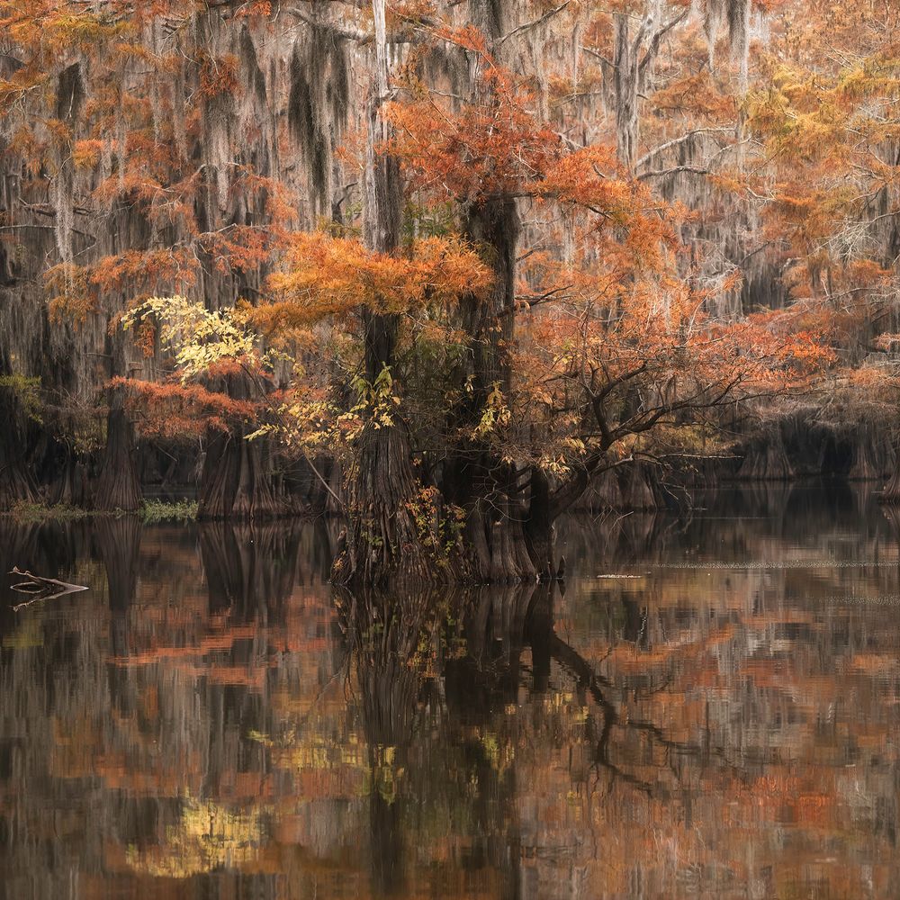 Caddo Lake/the Bayou