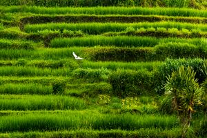 Gianyar RIce Field