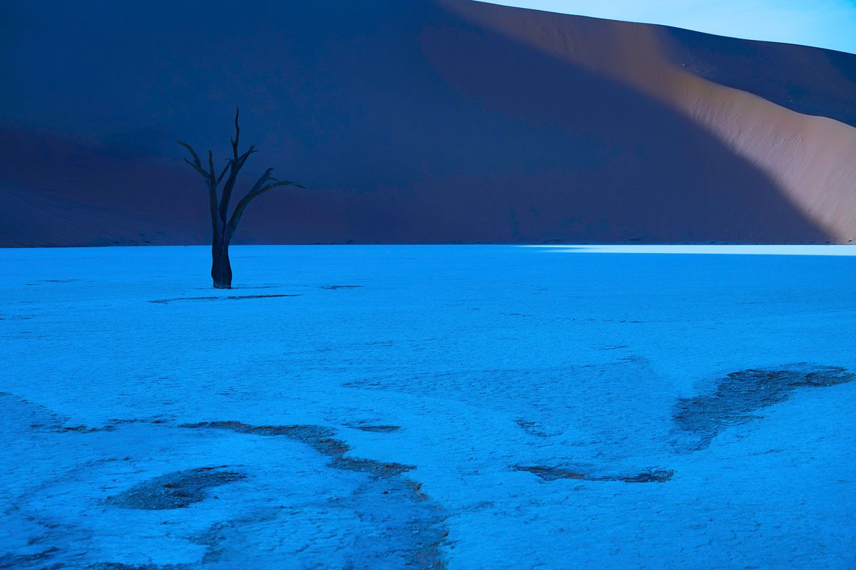 Blue Toned Tree