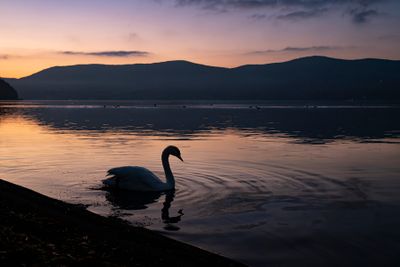Fuji Swan