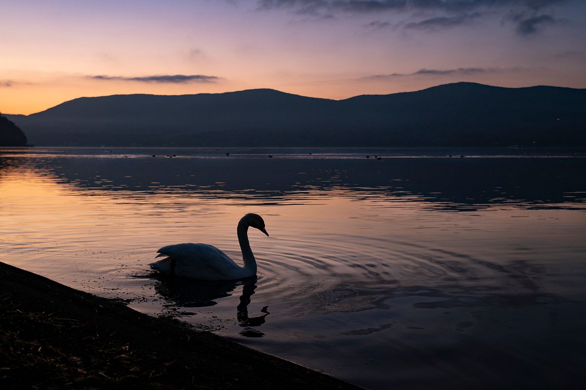 Fuji Swan